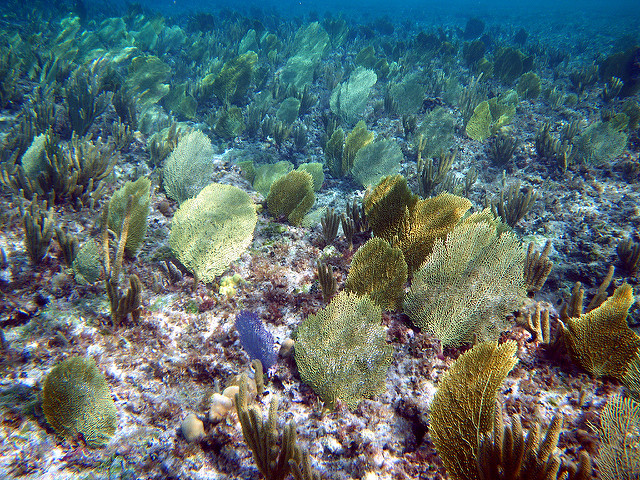 Things to do and see in The Bahamas, snorkeling